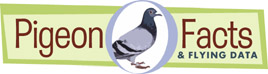 Pigeon Facts and Flying Data